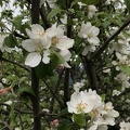 IMG 0629