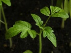 Tómaté  kyé folon (Tomates qué folont)