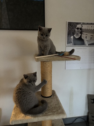 Aïko et Attila