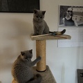 Aïko et Attila