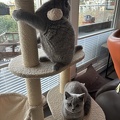 Aïko et Attila