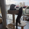 Aïko et Attila