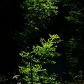 IMG 6678