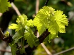 2024-04-21  Li vigne 'l est en rota! - La vigne est en route